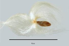   Seed:   Beaumontia grandiflora , with coma attached; Photo by R. Gibbons, USDA APHIS PPQ, Kirkbride et al. (2006)
